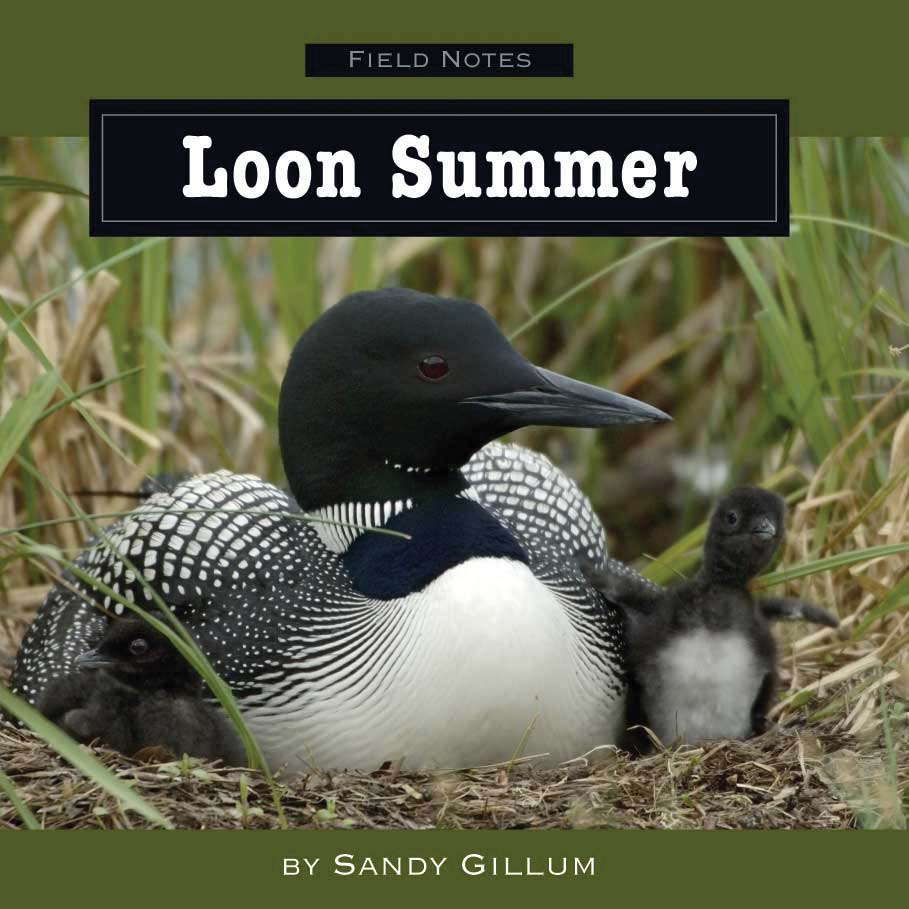 Loon Summer